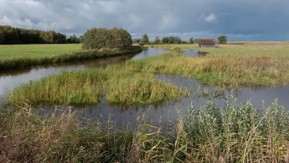Feuchtgebiet mit Schilf und kleiner Baumgruppe